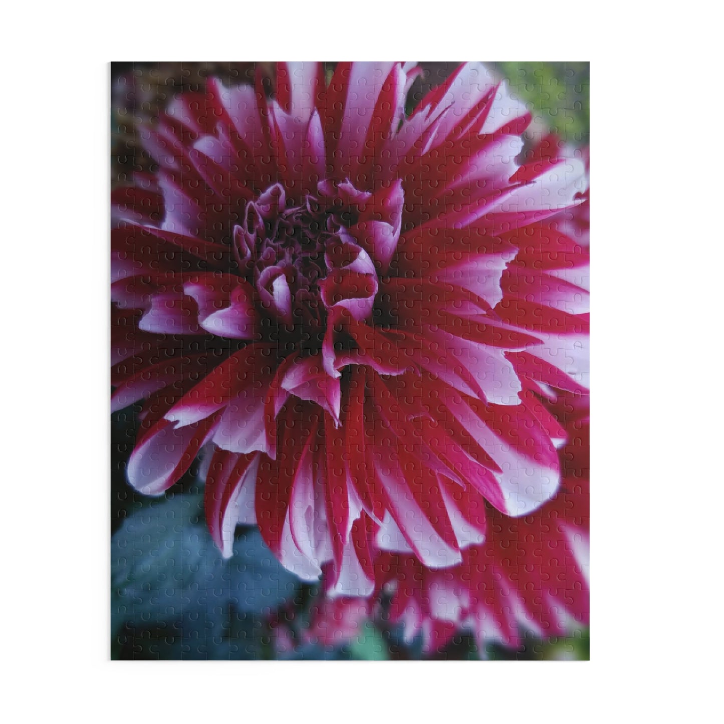 Red and White Dahlia Puzzle – Botanical Floral Jigsaw for Adults, Cottagecore Garden-Inspired Game Night Gift