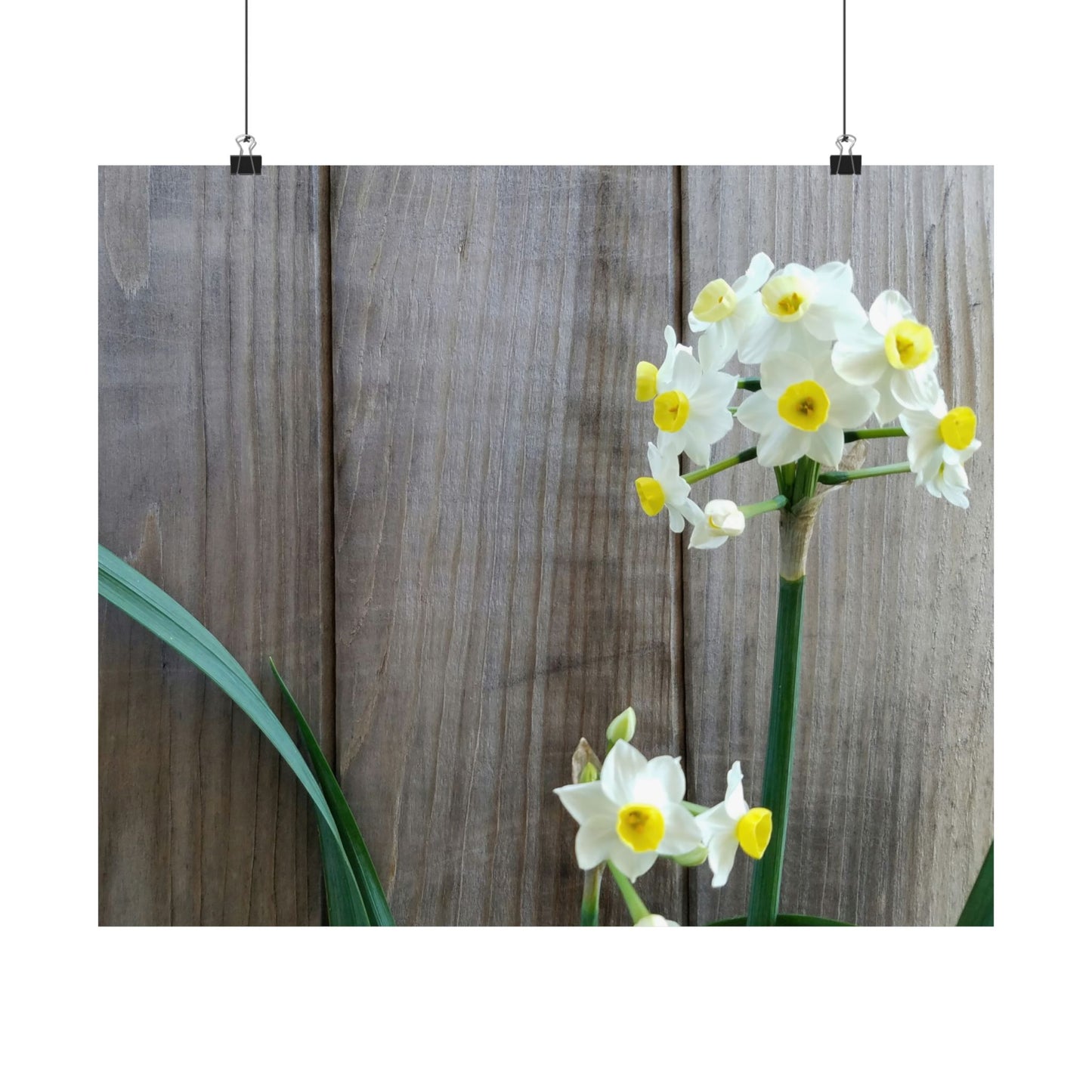 Daffodils by the Fence Poster – Rustic Spring Floral Wall Art for Cottagecore and Botanical Decor