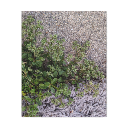 Where the Allseed Grows Canvas Print – Urban Nature Minimalist Botanical Wall Art with Concrete Texture