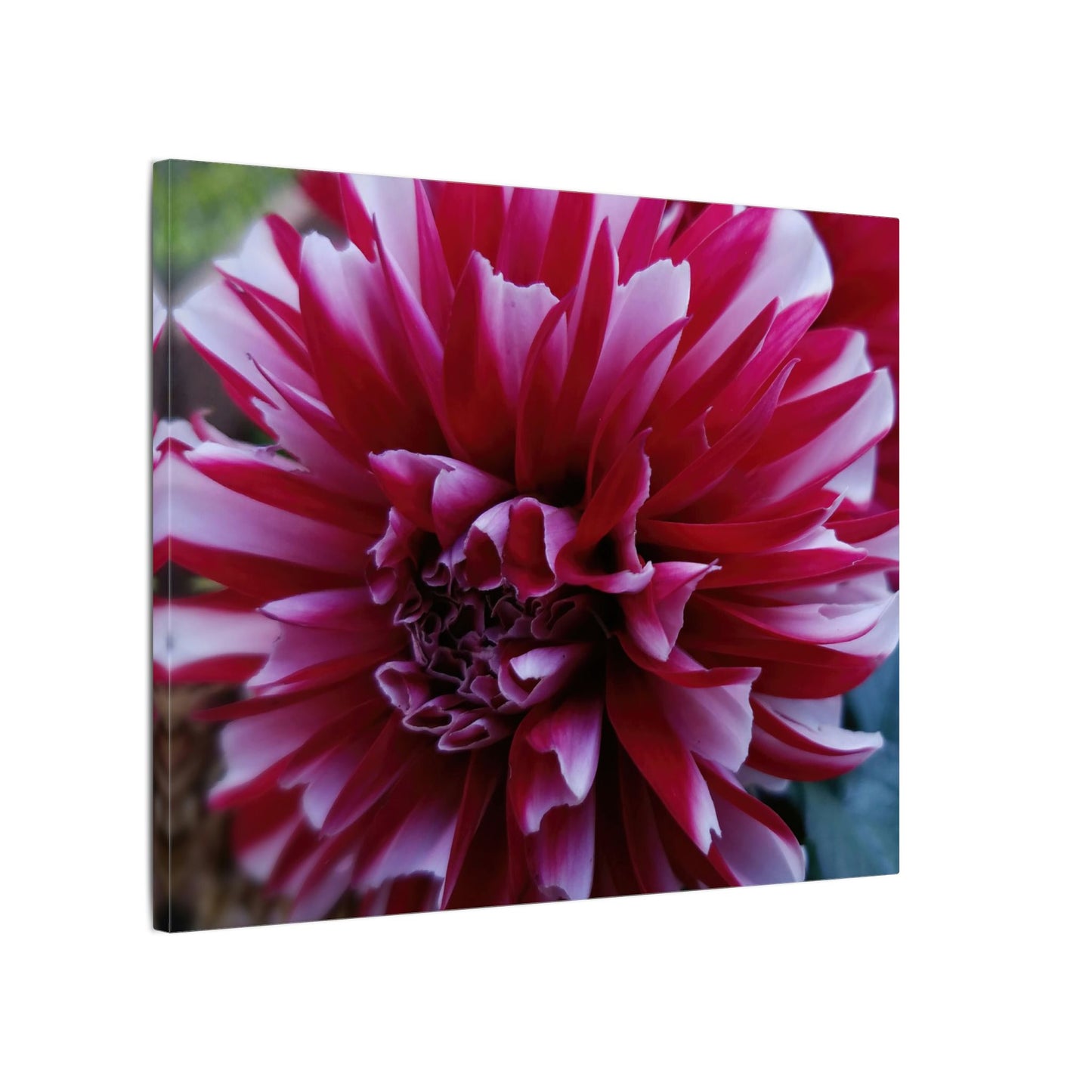Red and White Dahlia Canvas Print – Bright Floral Nature Photography Wall Art