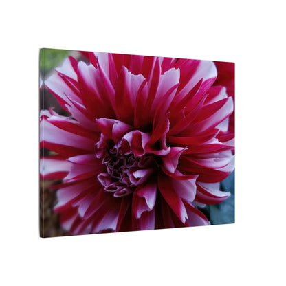 Red and White Dahlia Canvas Print – Bright Floral Nature Photography Wall Art