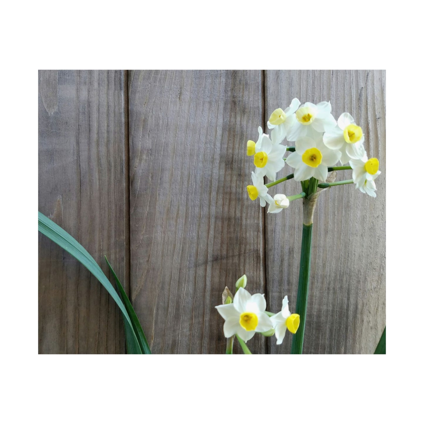 Daffodils by the Fence Poster – Rustic Spring Floral Wall Art for Cottagecore and Botanical Decor