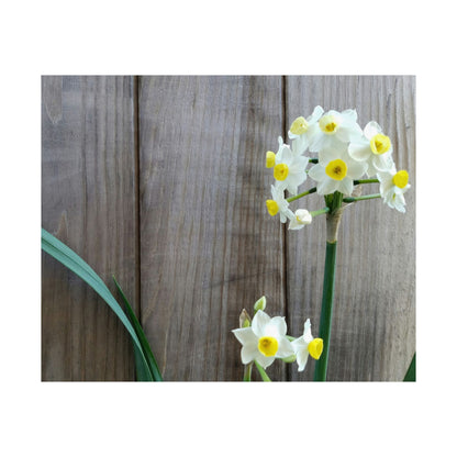 Daffodils by the Fence Poster – Rustic Spring Floral Wall Art for Cottagecore and Botanical Decor