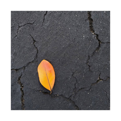 Orange Leaf Against Black Concrete Poster – Minimalist Nature Photography Wall Art