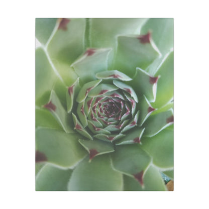 green succulent plant canvas print