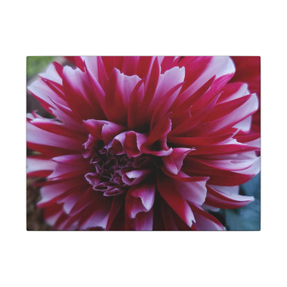Red and White Dahlia Canvas Print – Bright Floral Nature Photography Wall Art