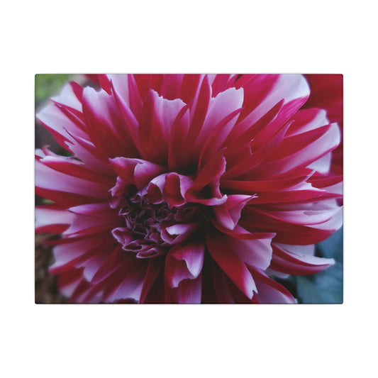 Red and White Dahlia Canvas Print – Bright Floral Nature Photography Wall Art