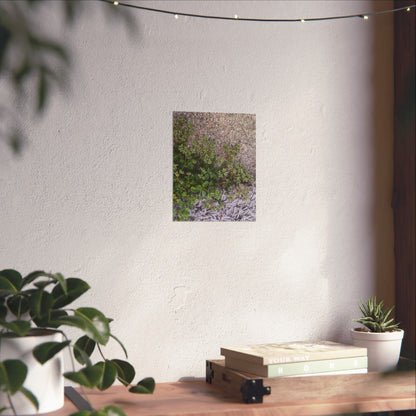 Where the Allseed Grows Poster – Urban Nature Minimalist Wall Art with Concrete Texture and Botanical Contrast