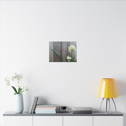 Daffodils by the Fence Canvas Print – Rustic Floral Photography Wall Art