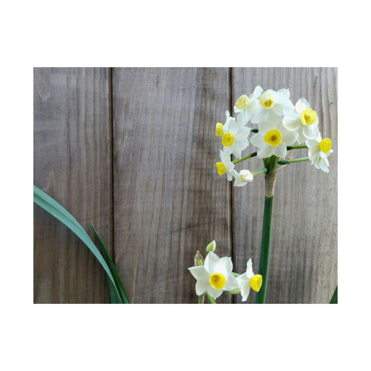 Daffodils by the Fence Poster – Rustic Spring Floral Wall Art for Cottagecore and Botanical Decor