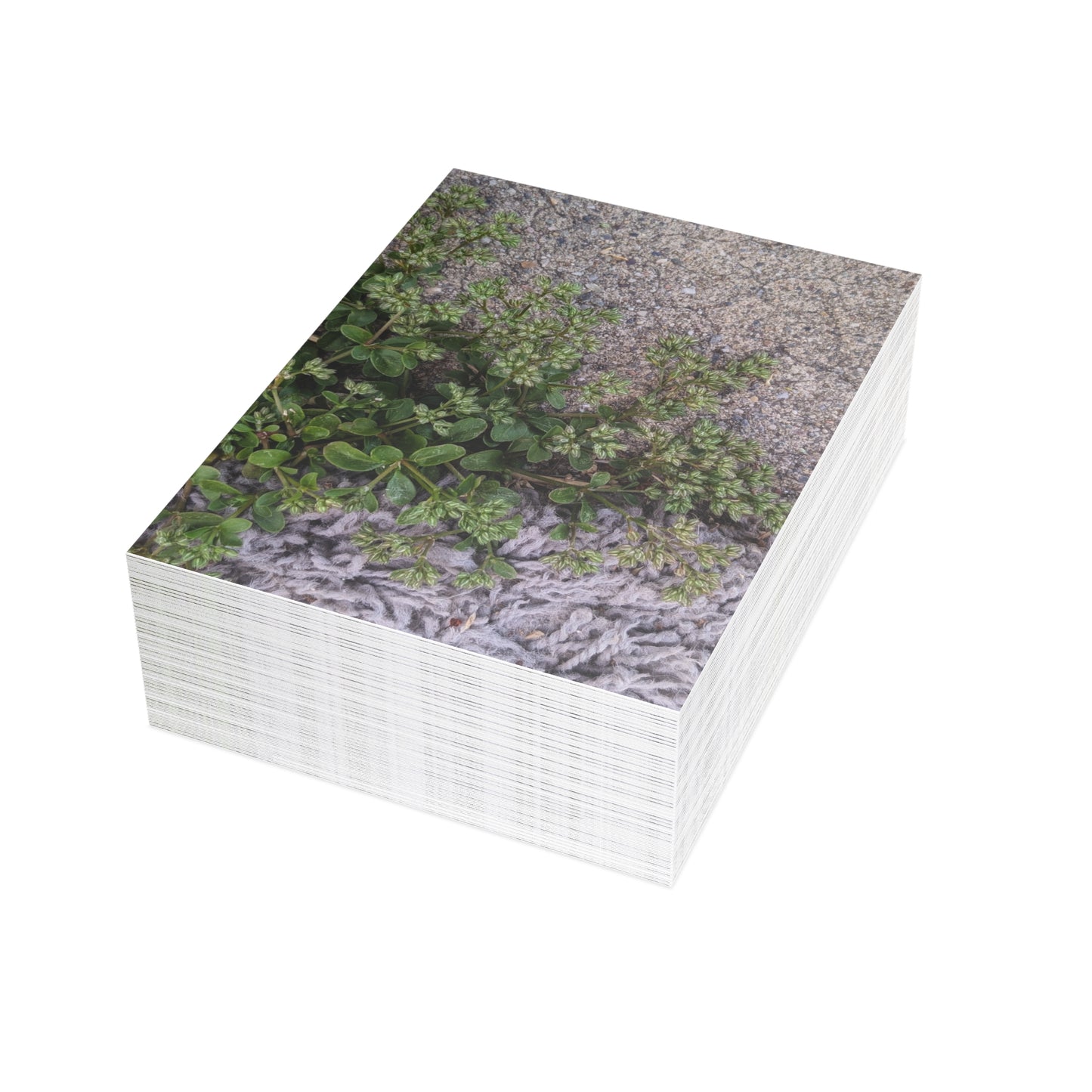 Where the Allseed Grows Postcard – Urban Nature Minimalist Botanical Stationery with Concrete Texture