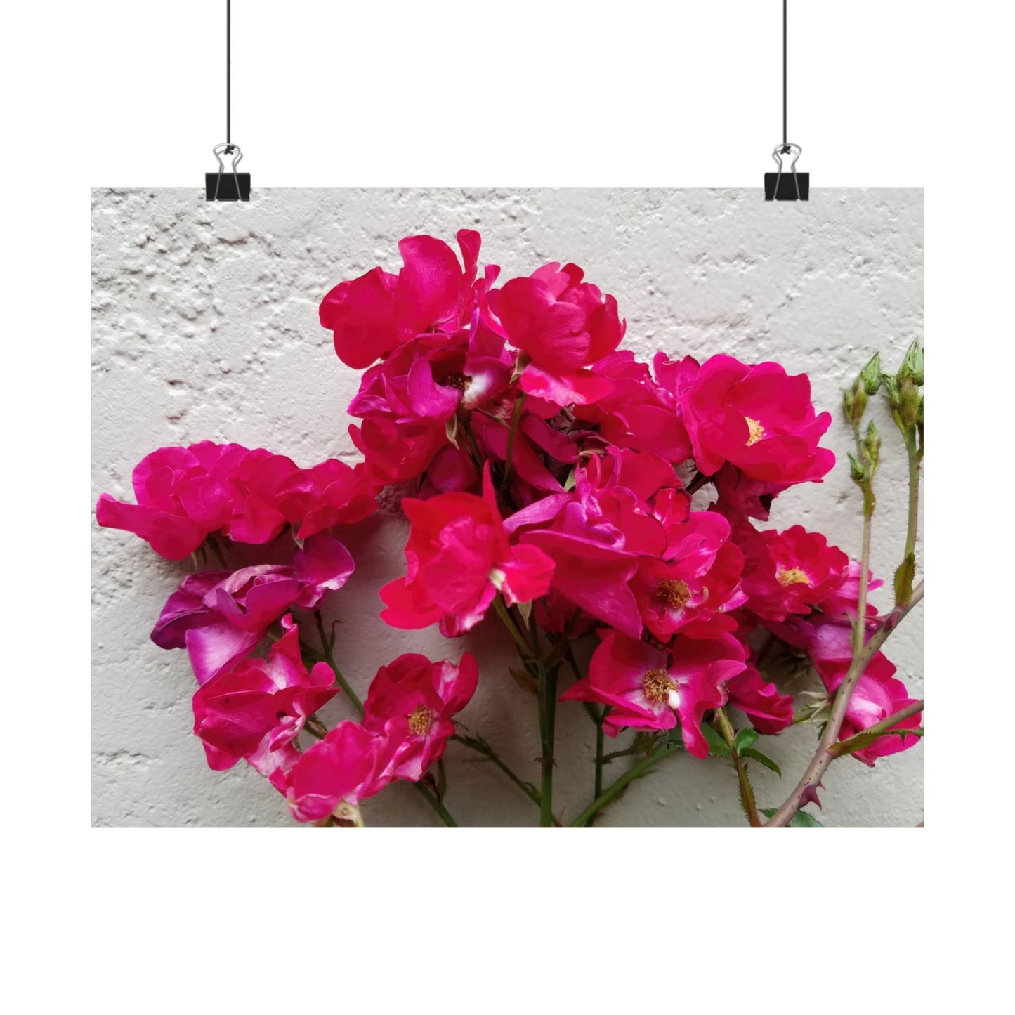 Bougainvillea Against White Stucco Wall Poster – Vibrant Floral Photography Wall Art