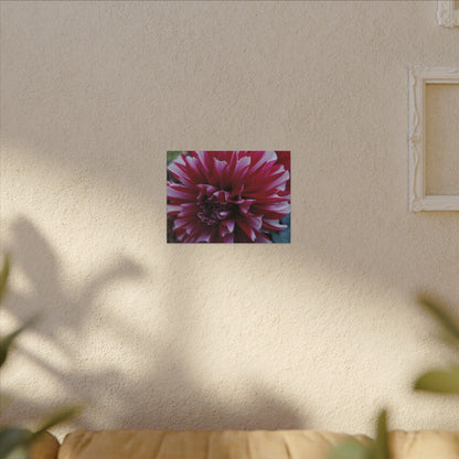 Red and White Dahlia Canvas Print – Bright Floral Nature Photography Wall Art