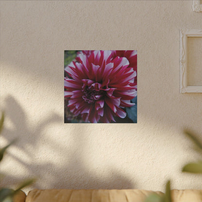 Red and White Dahlia Canvas Print – Bright Floral Nature Photography Wall Art