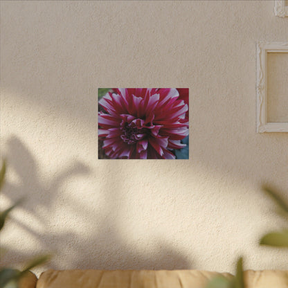 Red and White Dahlia Canvas Print – Bright Floral Nature Photography Wall Art