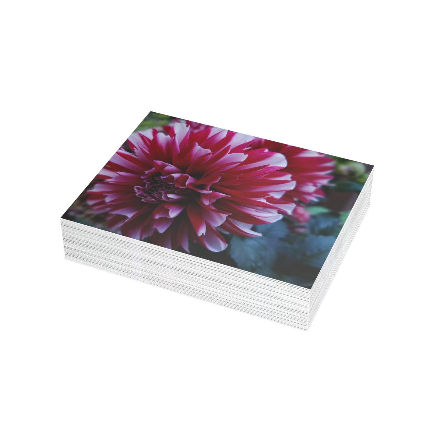 Red and White Dahlia Postcard – Botanical Floral Stationery for Garden-Inspired Correspondence