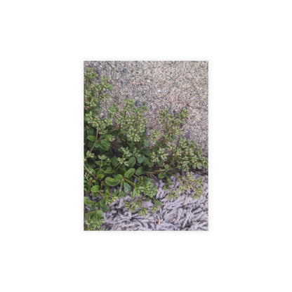 Where the Allseed Grows Postcard – Urban Nature Minimalist Botanical Stationery with Concrete Texture