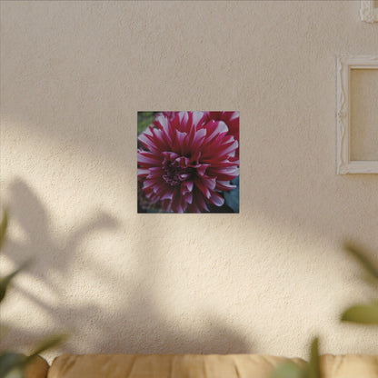 Red and White Dahlia Canvas Print – Bright Floral Nature Photography Wall Art