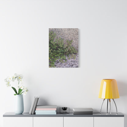 Where the Allseed Grows Canvas Print – Urban Nature Minimalist Botanical Wall Art with Concrete Texture