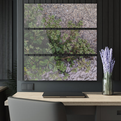 Where the Allseed Grows Acrylic Triptych – Urban Nature Minimalist Wall Art with Botanical Concrete Texture
