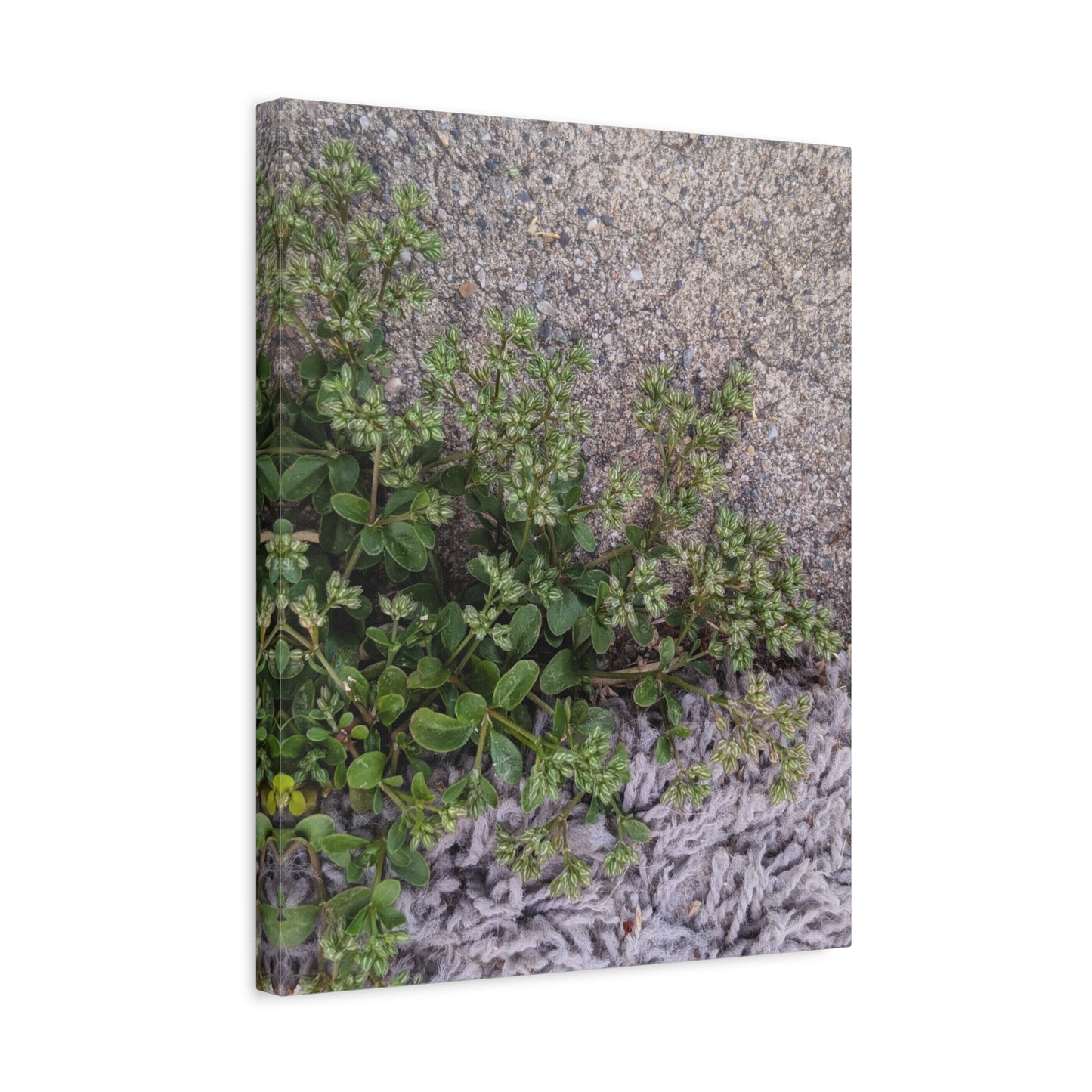 Where the Allseed Grows Canvas Print – Urban Nature Minimalist Botanical Wall Art with Concrete Texture