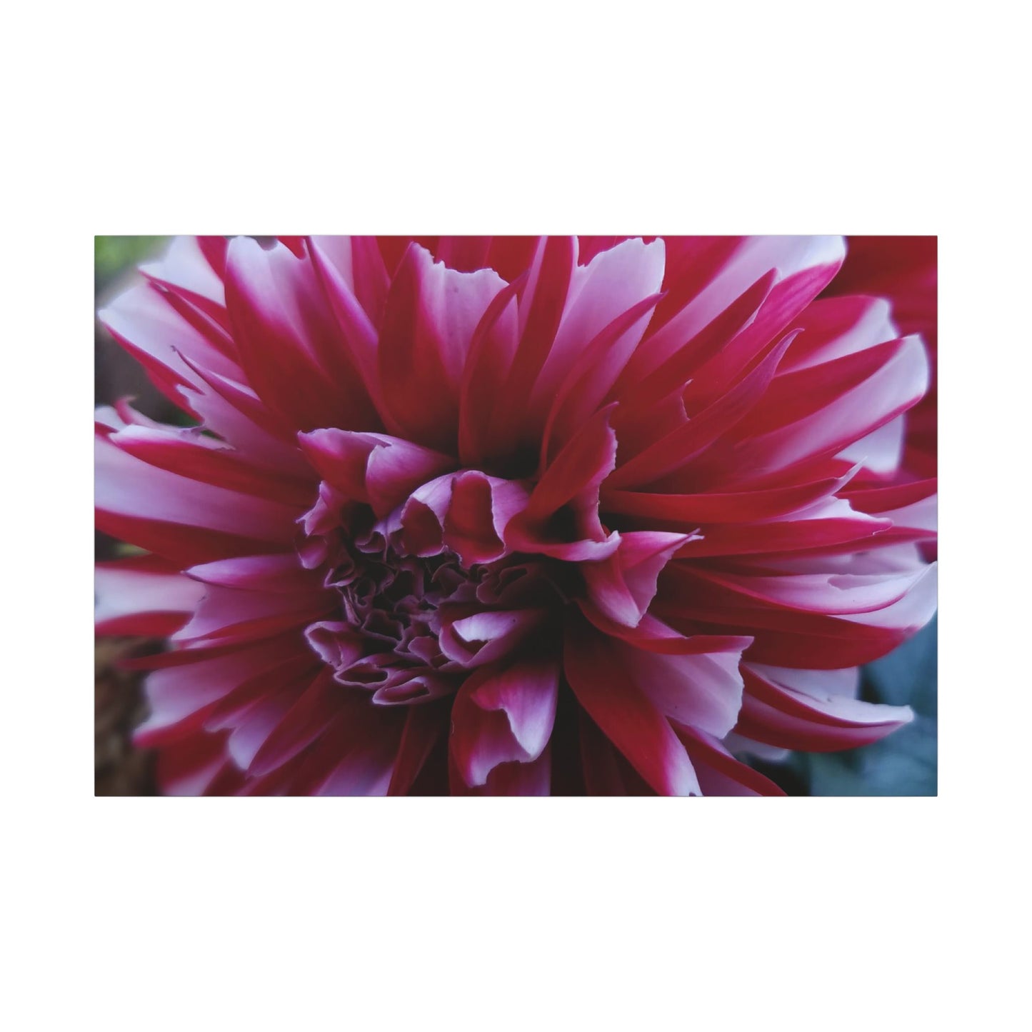 Red and White Dahlia Canvas Print – Bright Floral Nature Photography Wall Art
