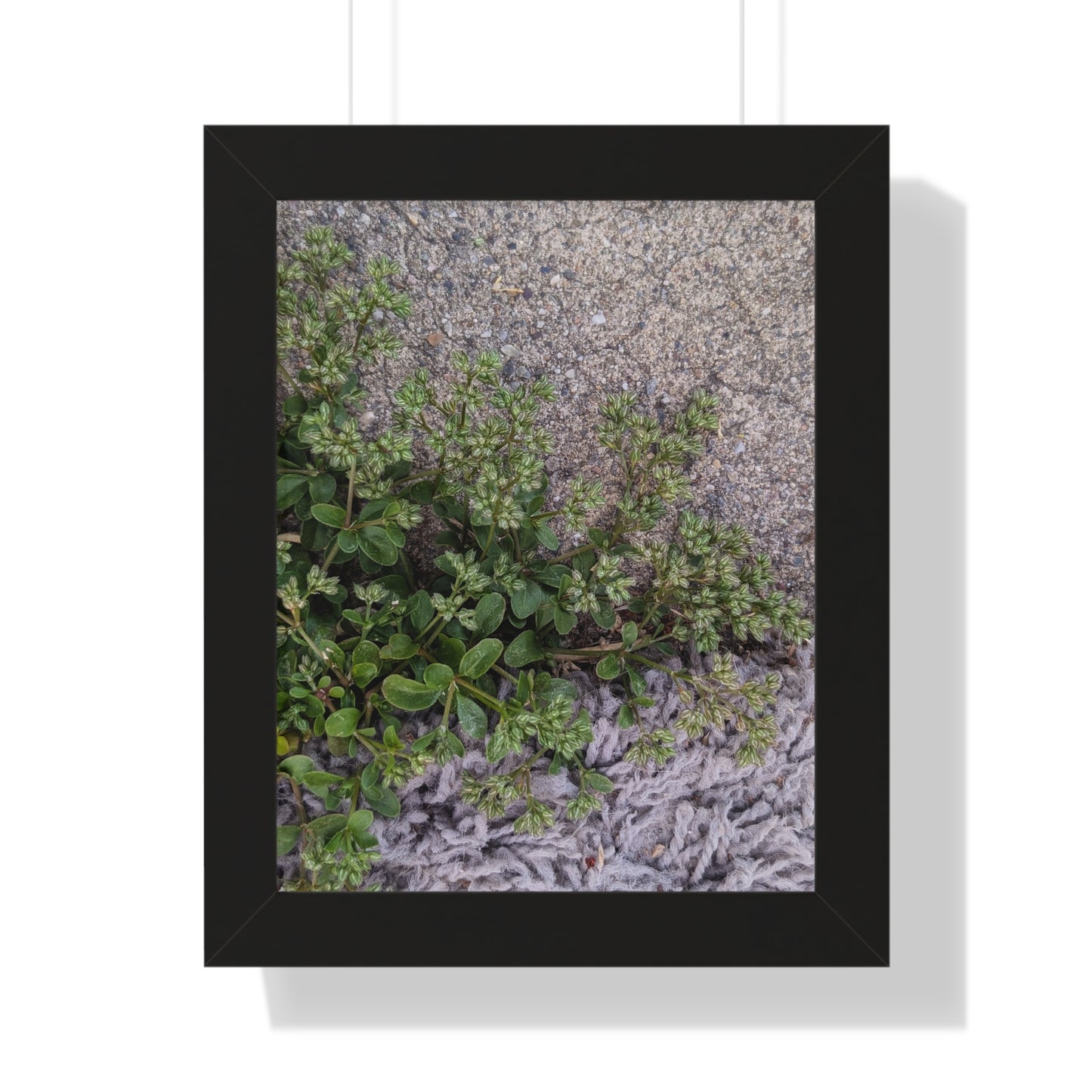 Where the Allseed Grows Framed Print – Urban Nature Minimalist Botanical Wall Art with Concrete Texture