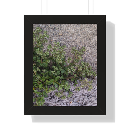 Where the Allseed Grows Framed Print – Urban Nature Minimalist Botanical Wall Art with Concrete Texture