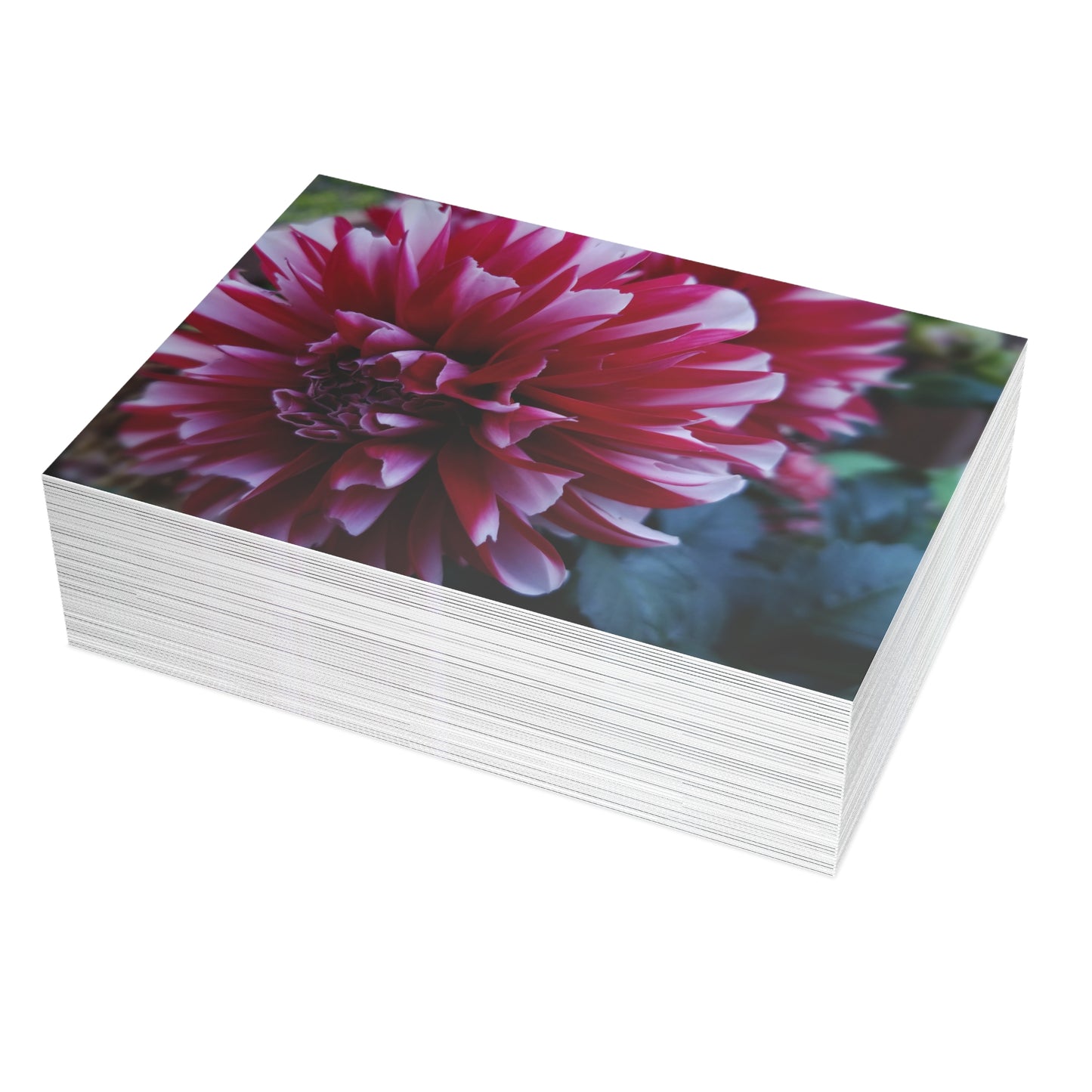 Red and White Dahlia Postcard – Botanical Floral Stationery for Garden-Inspired Correspondence