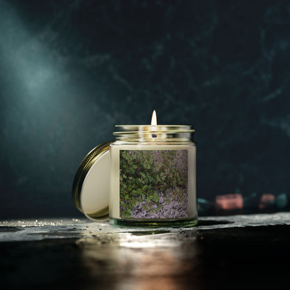 Where the Allseed Grows Jar Candle – Urban Nature Minimalist Scented Candle with Botanical Concrete Texture