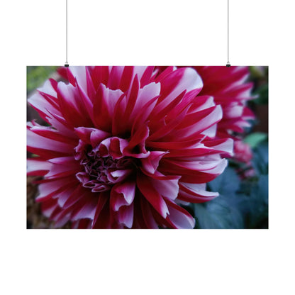 Red and White Dahlia Wall Poster – Botanical Floral Art Print, Cottagecore Summer Bloom Decor
