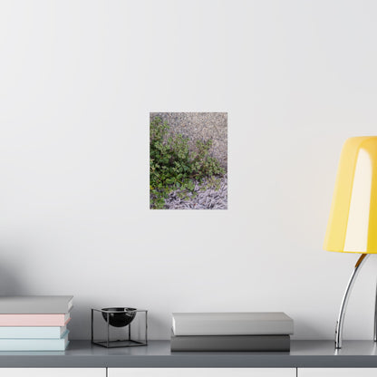Where the Allseed Grows Poster – Urban Nature Minimalist Wall Art with Concrete Texture and Botanical Contrast
