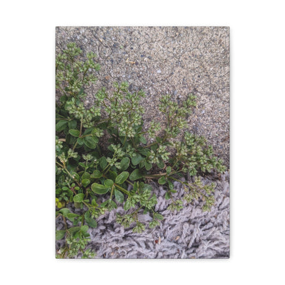 Where the Allseed Grows Canvas Print – Urban Nature Minimalist Botanical Wall Art with Concrete Texture