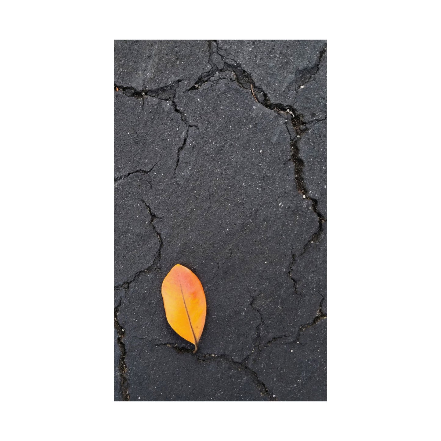 Orange Leaf Against Black Concrete Poster – Minimalist Nature Photography Wall Art