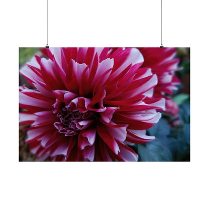 Red and White Dahlia Wall Poster – Botanical Floral Art Print, Cottagecore Summer Bloom Decor