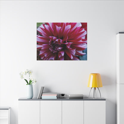 Red and White Dahlia Canvas Print – Bright Floral Nature Photography Wall Art