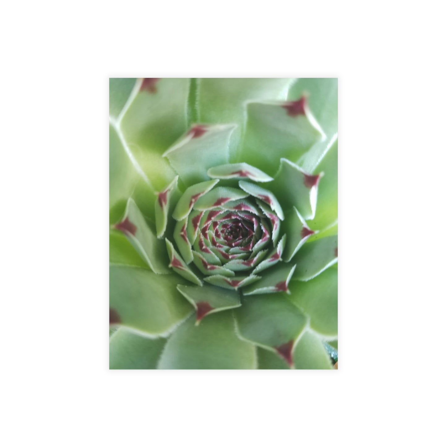 Pale Green Spiky Succulent Postcard – Botanical Art Print for Calm Minimalist Correspondence and Decor