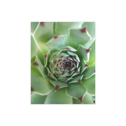 Pale Green Spiky Succulent Postcard – Botanical Art Print for Calm Minimalist Correspondence and Decor