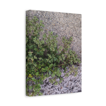 Where the Allseed Grows Canvas Print – Urban Nature Minimalist Botanical Wall Art with Concrete Texture