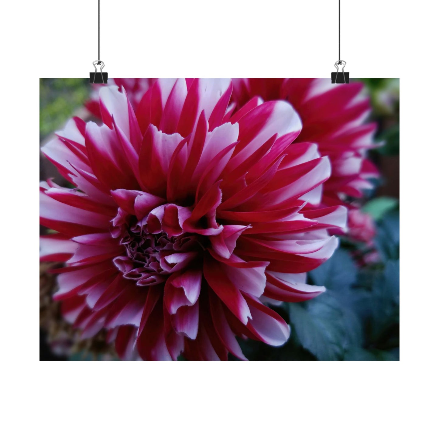 Red and White Dahlia Wall Poster – Botanical Floral Art Print, Cottagecore Summer Bloom Decor