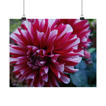 Red and White Dahlia Wall Poster – Botanical Floral Art Print, Cottagecore Summer Bloom Decor