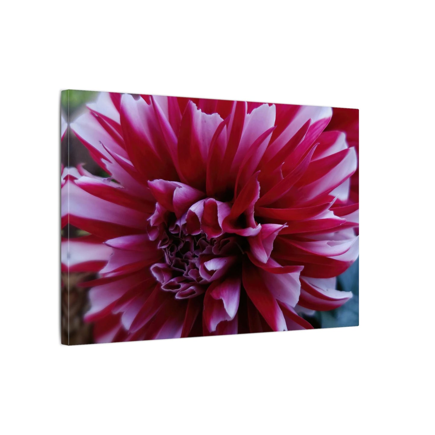 Red and White Dahlia Canvas Print – Bright Floral Nature Photography Wall Art