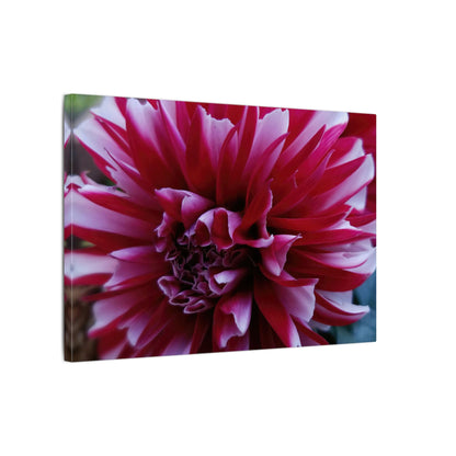 Red and White Dahlia Canvas Print – Bright Floral Nature Photography Wall Art