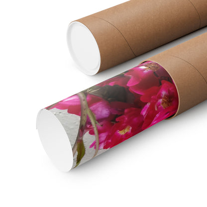 Bougainvillea Against White Stucco Wall Poster – Vibrant Floral Photography Wall Art