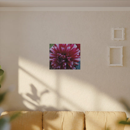 Red and White Dahlia Canvas Print – Bright Floral Nature Photography Wall Art