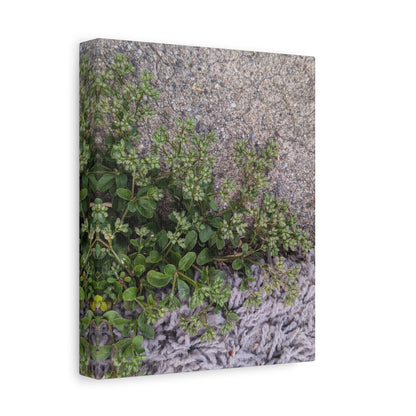 Where the Allseed Grows Canvas Print – Urban Nature Minimalist Botanical Wall Art with Concrete Texture