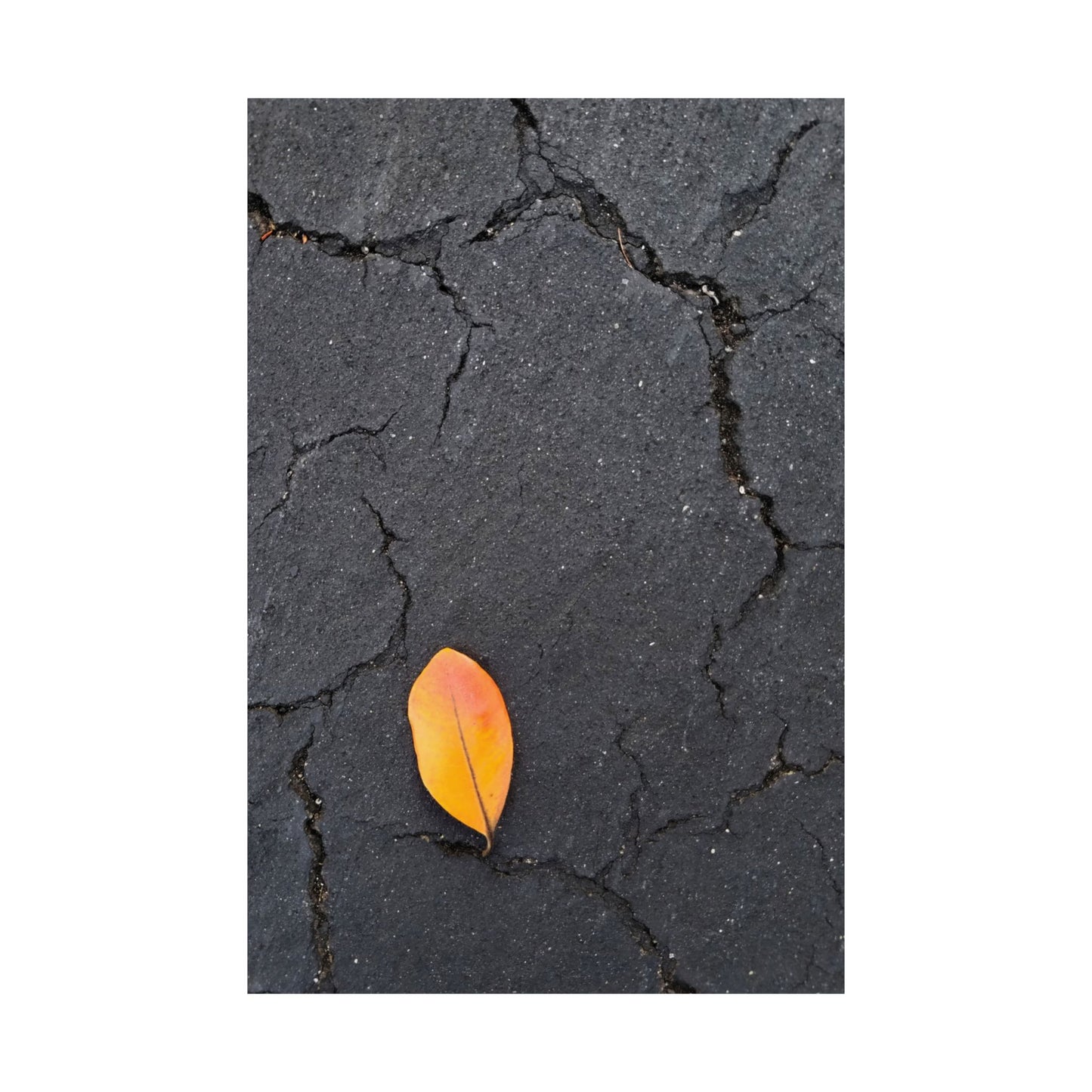 Orange Leaf Against Black Concrete Poster – Minimalist Nature Photography Wall Art