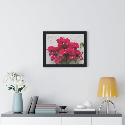 Bougainvillea Against White Stucco Wall Framed Print – Mediterranean Floral Wall Art, Summer Bloom Botanical Decor