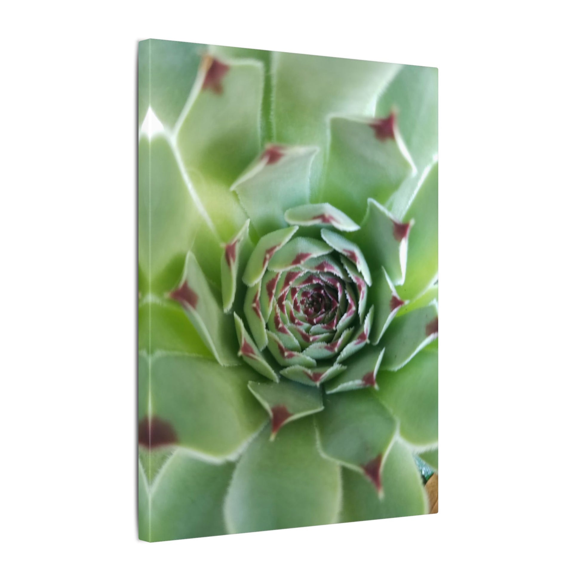 nature-inspired succulent wall print