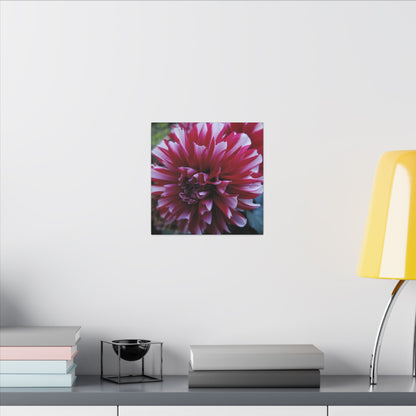Red and White Dahlia Canvas Print – Bright Floral Nature Photography Wall Art